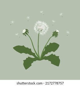 Vector illustration dandelion with leaves flower meadow.