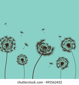 vector illustration dandelion on the blue background