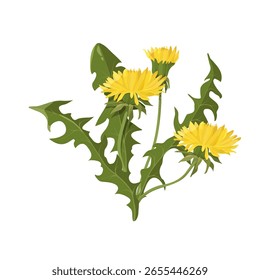 Ilustración vectorial diente de león sobre un fondo aislado. Planta perenne o hierba silvestre, utilizada en medicina herbal, cosméticos, medicina. Ilustración vectorial.