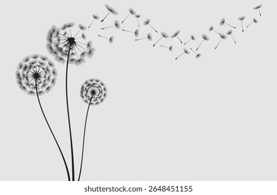 Vector illustration dandelion seed blowing in the wind. Dandelion on a white background.