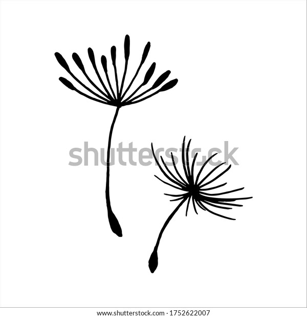 Vector illustration dandelion seed blown in\
the wind. Dandelion seed icon. Dandelion on a white background.\
Vector illustration