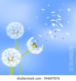Vector illustration of dandelion seeds blowing away on the wind in the clear blue sky over green spring meadow. Make a wish with dandelion fluff vector abstract background template.