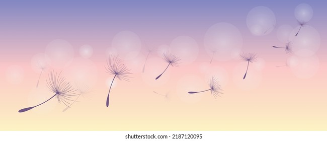 Vector illustration of dandelion time. Beautiful realistic Dandelion seeds blowing in the wind. The wind inflates a dandelion isolated in an editable evening purple sky background.