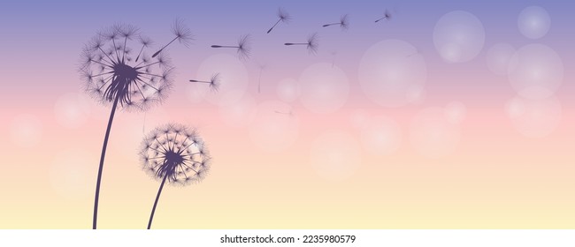 Vector illustration of dandelion time. Beautiful realistic Dandelion seeds blowing in the wind. The wind inflates a dandelion isolated in an editable evening purple sky background.