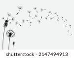 Vector illustration dandelion time. Black Dandelion seeds blowing in the wind. The wind inflates a dandelion isolated on white background.