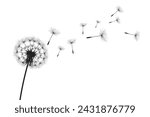 Vector illustration dandelion time. Black Dandelion seeds blowing in the wind. The wind inflates a dandelion isolated on white background.
