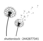 Vector illustration dandelion time. Black Dandelion seeds blowing in the wind. The wind inflates a dandelion isolated on a white background