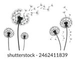 Vector illustration dandelion time. Black Dandelion seeds blowing in the wind. The wind inflates a dandelion isolated on a white background.