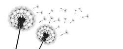 Vector Illustration Dandelion Time. Black Dandelion Seeds Blowing In The Wind. The Wind Inflates A Dandelion Isolated On White Background.