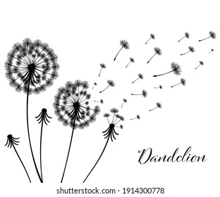 Vector illustration dandelion time. Black Dandelion seeds blowing in the wind. The wind inflates a dandelion isolated in white background