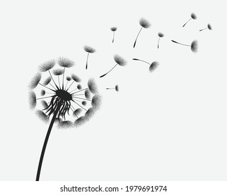 Vector illustration dandelion time. Black Dandelion seeds blowing in the wind. The wind inflates a dandelion isolated in white editable background