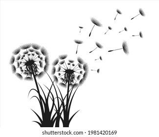Vector illustration dandelion time. Black Dandelion seeds blowing in the wind. The wind inflates a dandelion isolated in white editable background