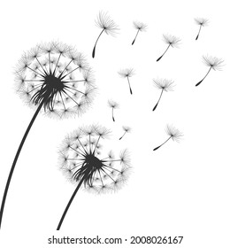 Vector illustration dandelion time. Black Dandelion seeds blowing in the wind. The wind inflates a dandelion isolated in white editable background