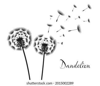 Vector illustration dandelion time. Black Dandelion seeds blowing in the wind. The wind inflates a dandelion isolated in white editable background