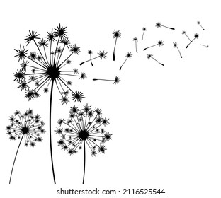 Vector illustration dandelion time. Black Dandelion seeds blowing in the wind. The wind inflates a dandelion isolated on white background