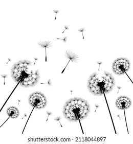 Vector illustration dandelion time. Black Dandelion seeds blowing in the wind. The wind inflates a dandelion isolated on white background.