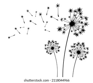 Vector illustration dandelion time. Black Dandelion seeds blowing in the wind. The wind inflates a dandelion isolated on white background.