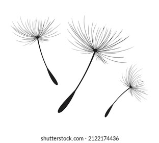 Vector illustration dandelion time. Black Dandelion seeds blowing in the wind. The wind inflates a dandelion isolated on white background.