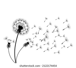 Vector illustration dandelion time. Black Dandelion seeds blowing in the wind. The wind inflates a dandelion isolated on white background