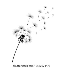 Vector illustration dandelion time. Black Dandelion seeds blowing in the wind. The wind inflates a dandelion isolated on white background