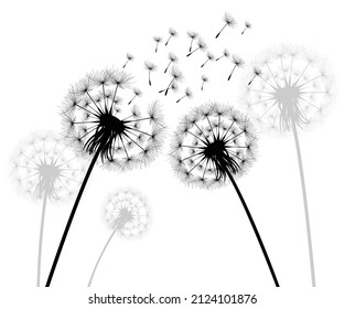 Vector illustration dandelion time. Black Dandelion seeds blowing in the wind. The wind inflates a dandelion isolated on white background