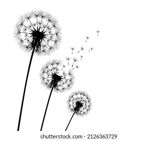 Vector illustration dandelion time. Black Dandelion seeds blowing in the wind. The wind inflates a dandelion isolated on white background.