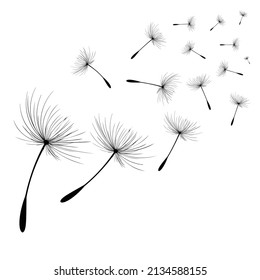 Vector illustration dandelion time. Black Dandelion seeds blowing in the wind. The wind inflates a dandelion isolated on white background.