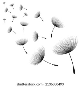 Vector illustration dandelion time. Black Dandelion seeds blowing in the wind. The wind inflates a dandelion isolated on white background.