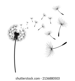 Vector illustration dandelion time. Black Dandelion seeds blowing in the wind. The wind inflates a dandelion isolated on white background.