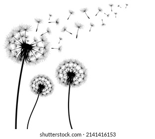 Ilustración vectorial, tiempo de león. Semillas de Dandelion negras soplando en el viento. El viento infla un diente de león aislado de fondo blanco