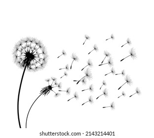 Vector illustration dandelion time. Black Dandelion seeds blowing in the wind. The wind inflates a dandelion isolated on white background