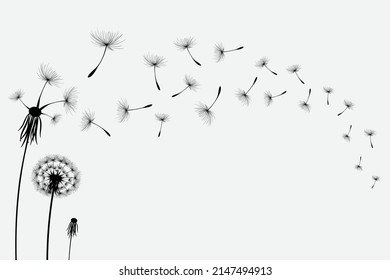 Vector illustration dandelion time. Black Dandelion seeds blowing in the wind. The wind inflates a dandelion isolated on white background.