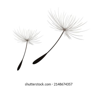 Vector illustration dandelion time. Black Dandelion seeds blowing in the wind. The wind inflates a dandelion isolated on white background.