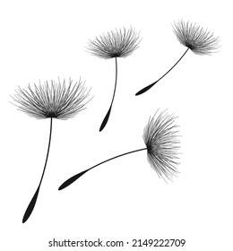 Vector illustration dandelion time. Black Dandelion seeds blowing in the wind. The wind inflates a dandelion isolated on white background