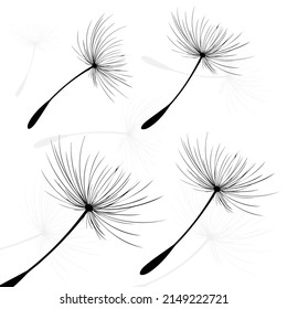 Vector illustration dandelion time. Black Dandelion seeds blowing in the wind. The wind inflates a dandelion isolated on white background