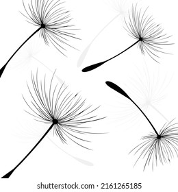 Vector illustration dandelion time. Black Dandelion seeds blowing in the wind. The wind inflates a dandelion isolated on white background.