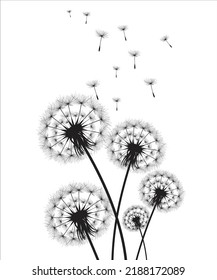 Vector illustration dandelion time. Black Dandelion seeds blowing in the wind. The wind inflates a dandelion isolated on white background.