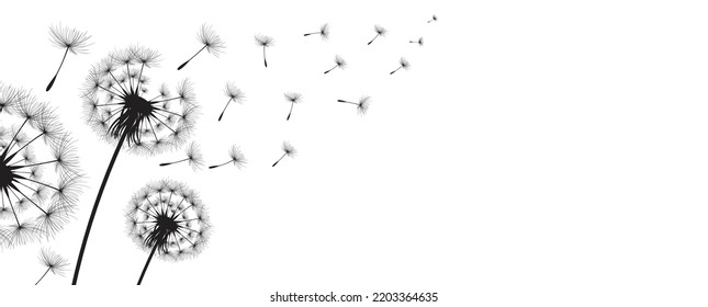 Vector illustration dandelion time. Black Dandelion seeds blowing in the wind. The wind inflates a dandelion isolated on white background.