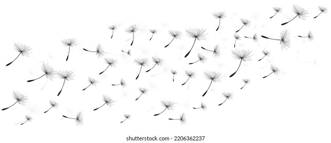 Vector illustration dandelion time. Black Dandelion seeds blowing in the wind. The wind inflates a dandelion isolated on white background.