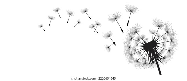 Vector illustration dandelion time. Black Dandelion seeds blowing in the wind. The wind inflates a dandelion isolated on white background.