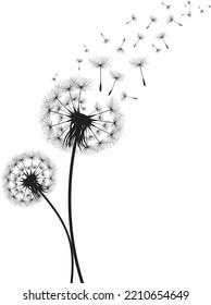 Vector illustration dandelion time. Black Dandelion seeds blowing in the wind. The wind inflates a dandelion isolated on white background.