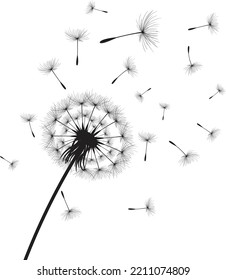 Vector illustration dandelion time. Black Dandelion seeds blowing in the wind. The wind inflates a dandelion isolated on white background.
