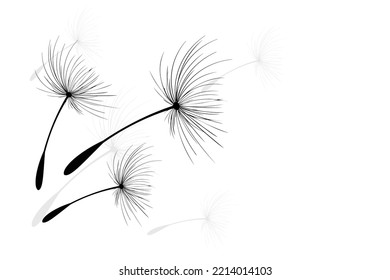 Vector illustration dandelion time. Black Dandelion seeds blowing in the wind. The wind inflates a dandelion isolated on white background.