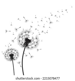 Vector illustration dandelion time. Black Dandelion seeds blowing in the wind. The wind inflates a dandelion isolated on white background.