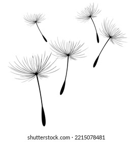 Vector illustration dandelion time. Black Dandelion seeds blowing in the wind. The wind inflates a dandelion isolated on white background.