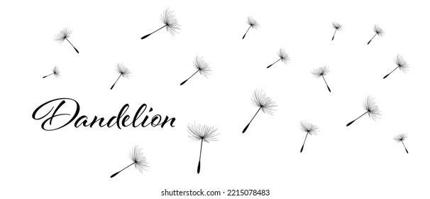 Vector illustration dandelion time. Black Dandelion seeds blowing in the wind. The wind inflates a dandelion isolated on white background.