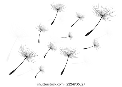 Vector illustration dandelion time. Black Dandelion seeds blowing in the wind. The wind inflates a dandelion isolated on white background.