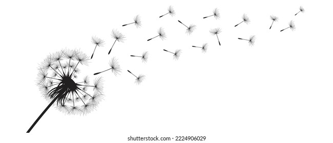 Vector illustration dandelion time. Black Dandelion seeds blowing in the wind. The wind inflates a dandelion isolated on white background.
