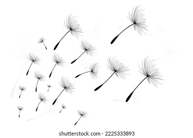 Vector illustration dandelion time. Black Dandelion seeds blowing in the wind. The wind inflates a dandelion isolated on white background.