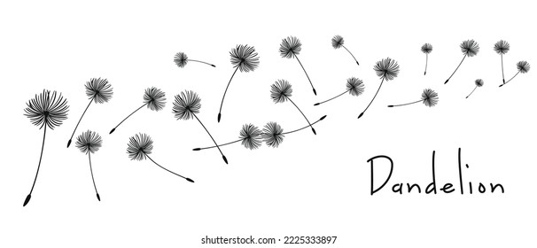 Vector illustration dandelion time. Black Dandelion seeds blowing in the wind. The wind inflates a dandelion isolated on white background.